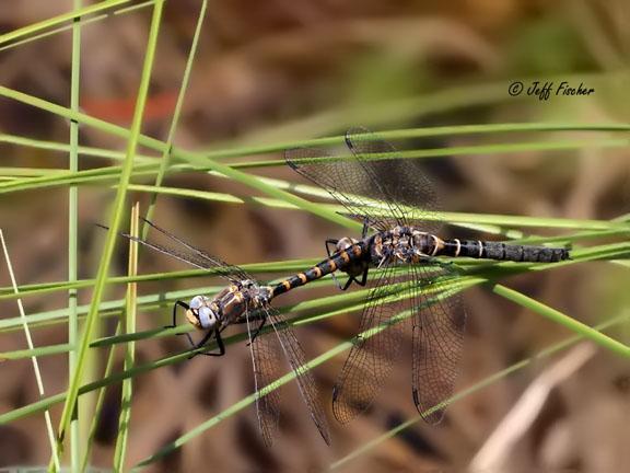 Photo of Ringed Boghaunter