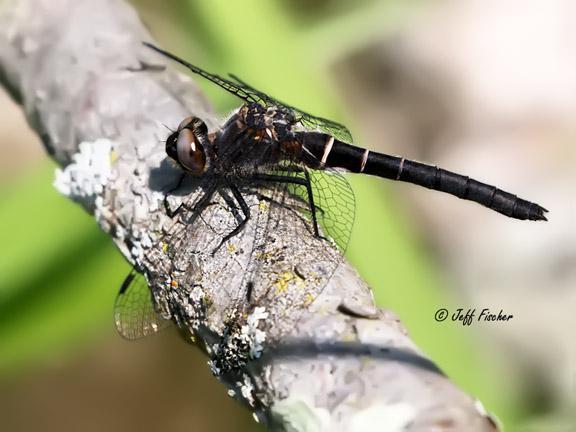 Photo of Ebony Boghaunter
