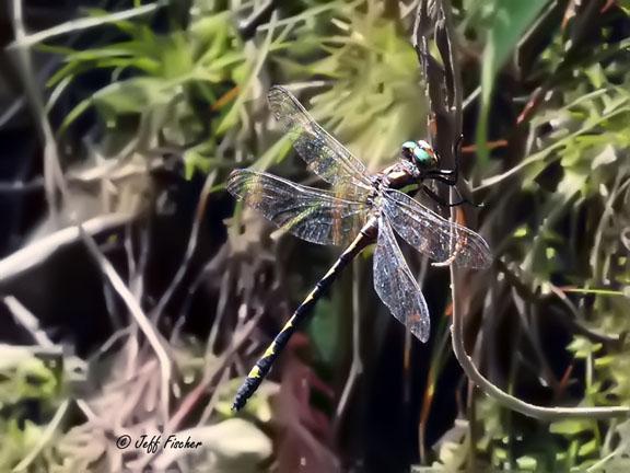 Photo of Arrowhead Spiketail