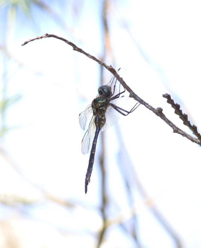 Photo of Brush-tipped Emerald