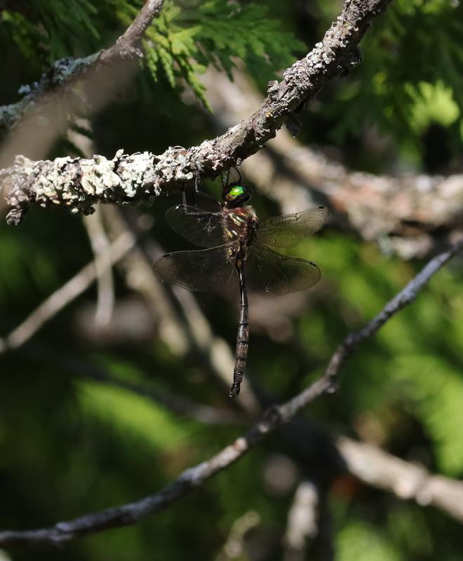Photo of Hine's Emerald