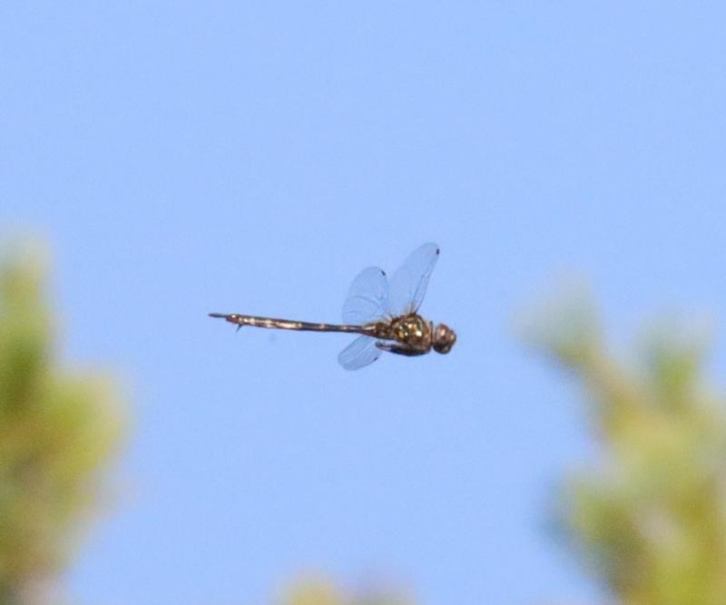 Photo of Williamson's Emerald