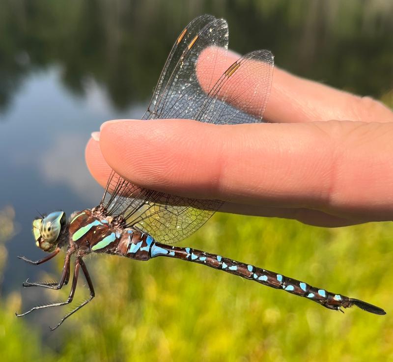 Photo of Black-tipped Darner