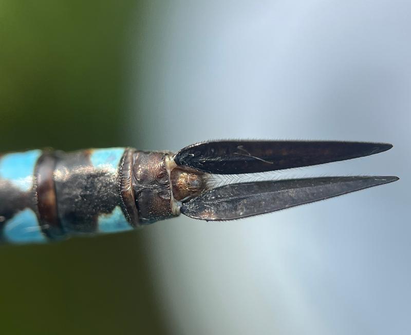 Photo of Black-tipped Darner