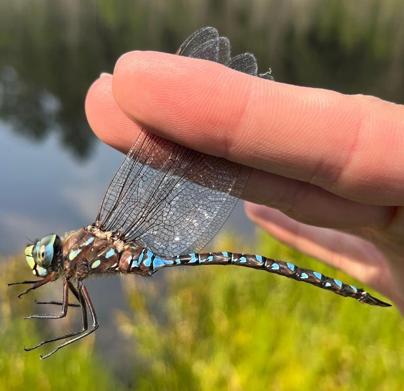 Photo of Variable Darner