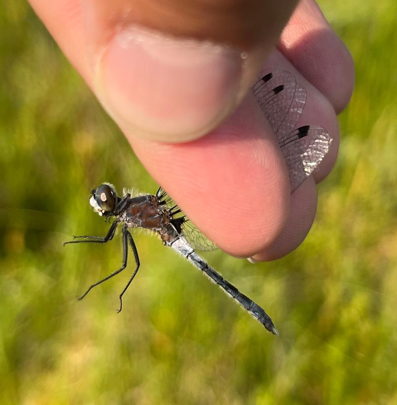 Photo of Frosted Whiteface