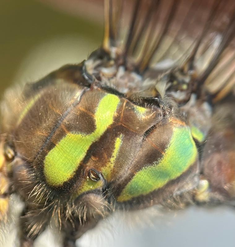 Photo of Lake Darner