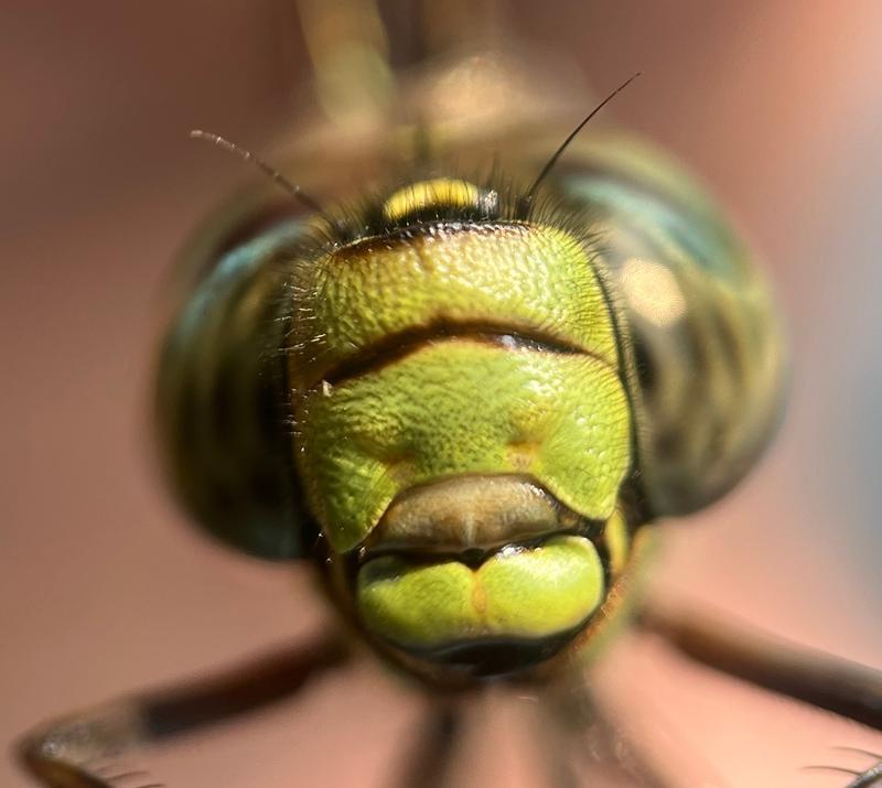 Photo of Lake Darner