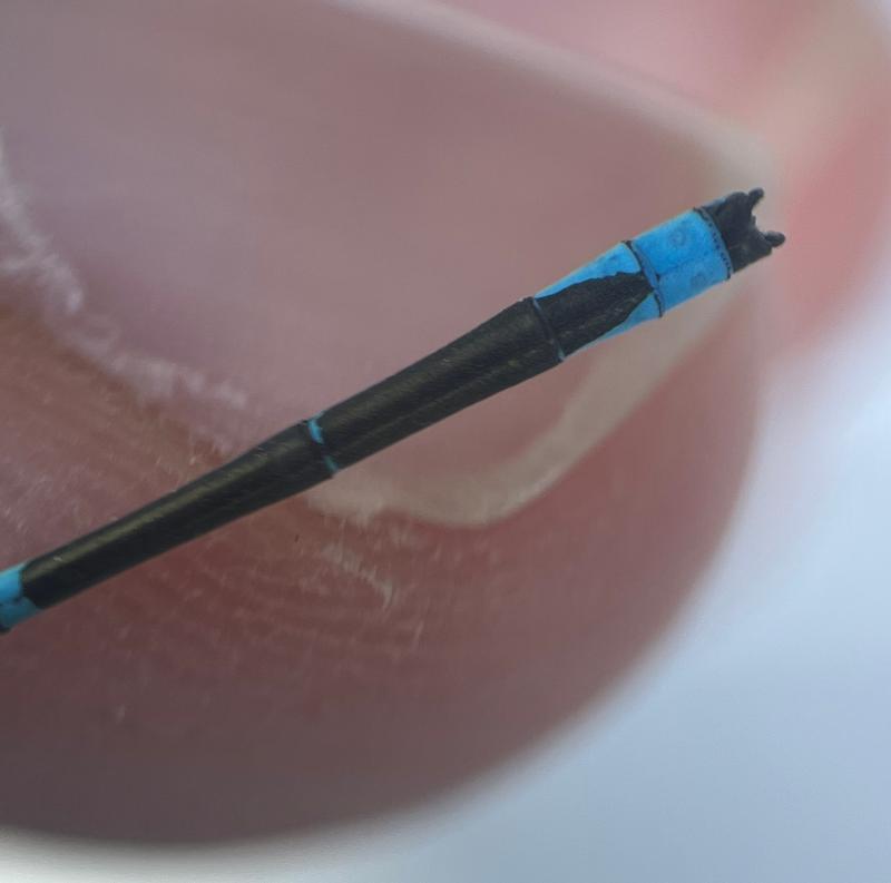 Photo of Stream Bluet