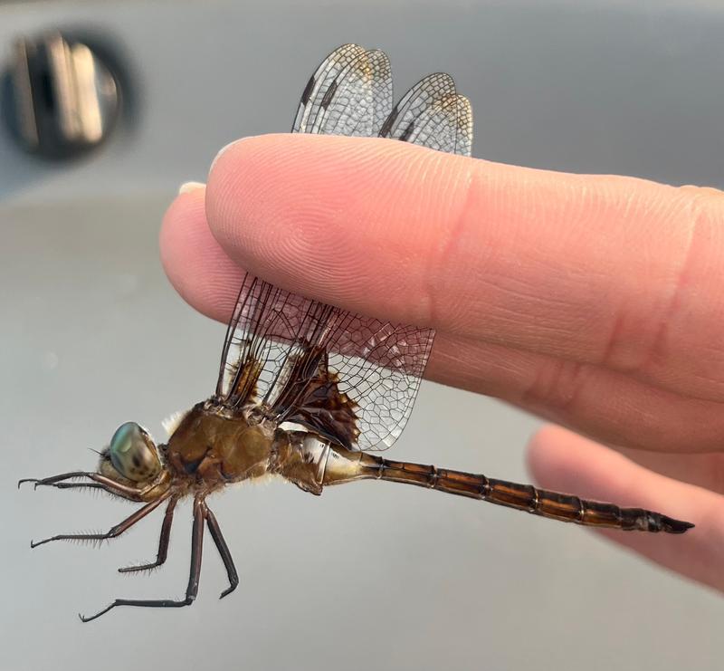 Photo of Prince Baskettail