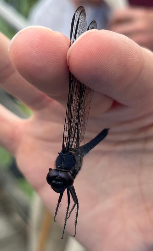 Photo of Slaty Skimmer