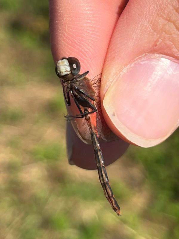 Photo of White-faced Meadowhawk