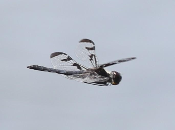 Photo of Banded Pennant