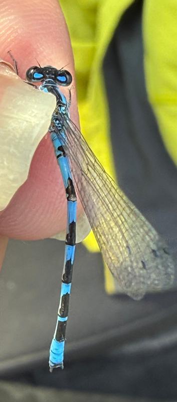 Photo of River Bluet