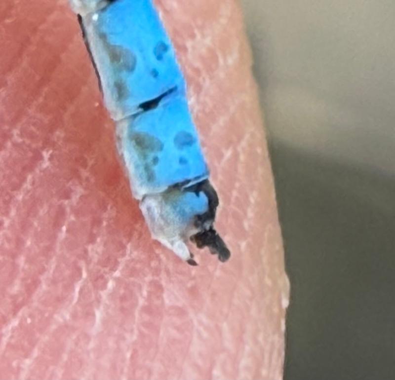 Photo of River Bluet