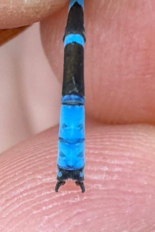 Photo of River Bluet