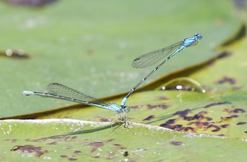 Photo of Slender Bluet