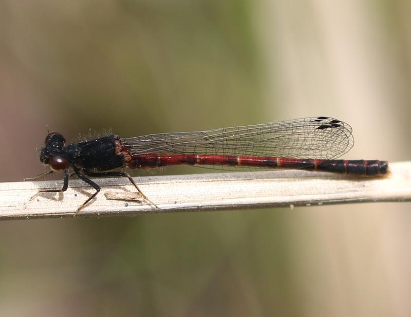 Photo of Western Red Damsel