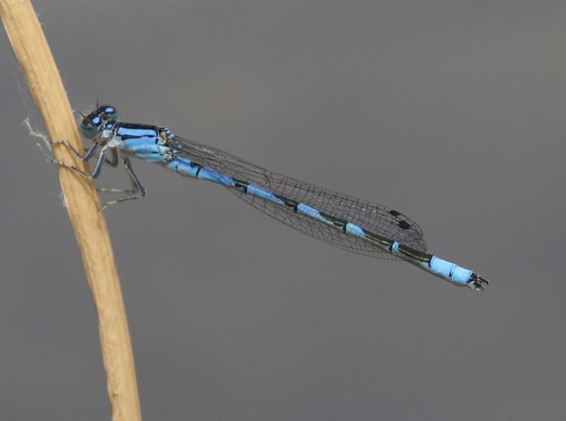 Photo of River Bluet