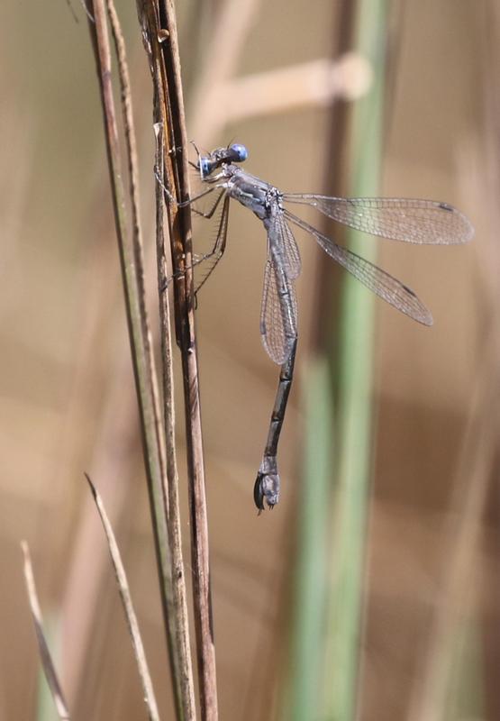 Photo of Sweetflag Spreadwing