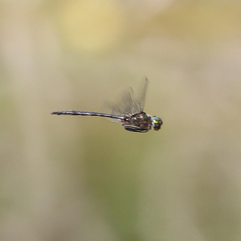 Photo of Williamson's Emerald