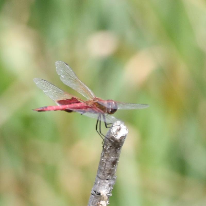 Photo of Red Saddlebags