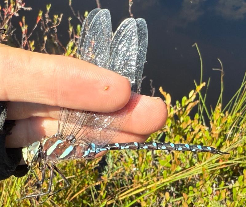 Photo of Black-tipped Darner