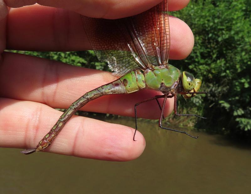 Photo of Common Green Darner