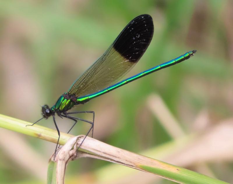 Photo of River Jewelwing