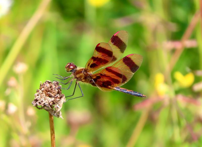 Photo of Halloween Pennant