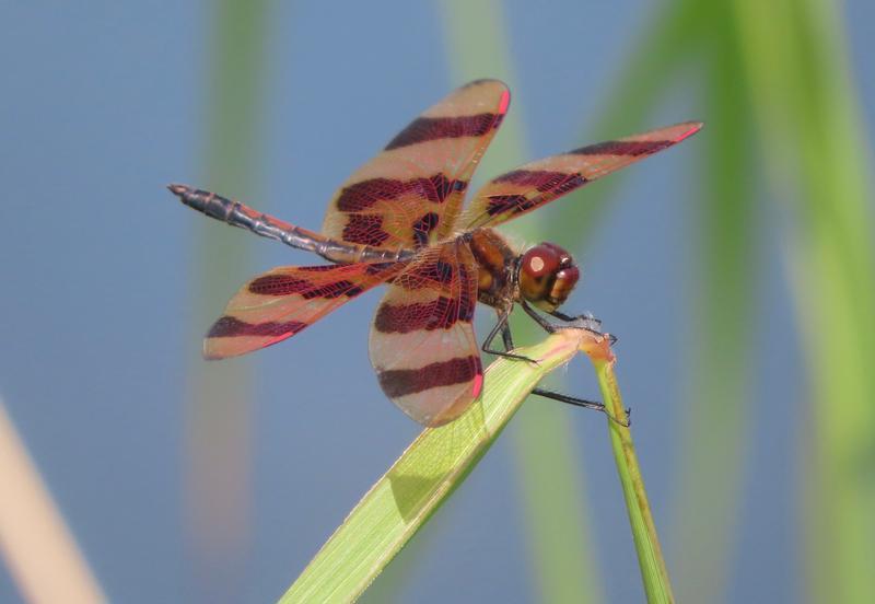 Photo of Halloween Pennant