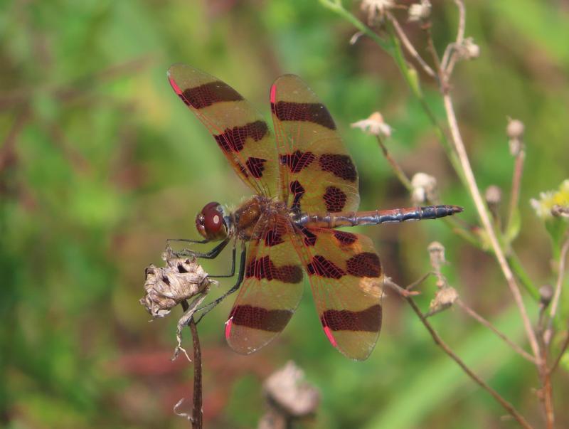 Photo of Halloween Pennant