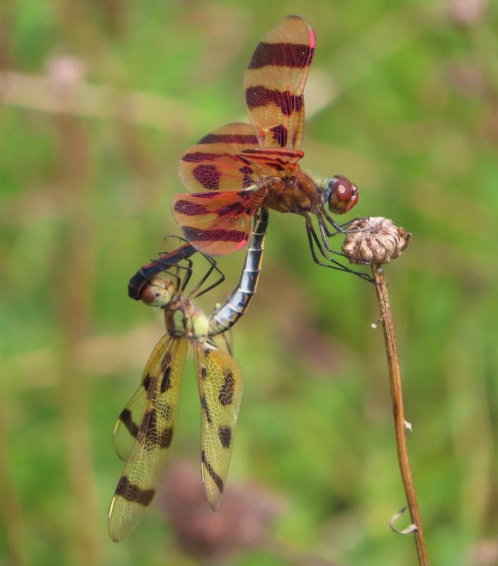 Photo of Halloween Pennant