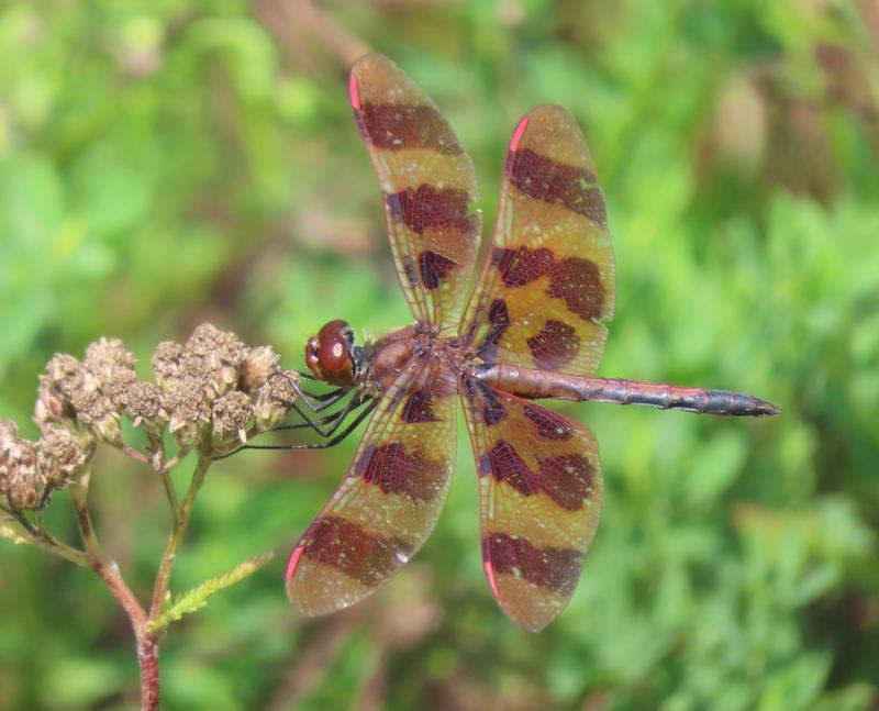 Photo of Halloween Pennant
