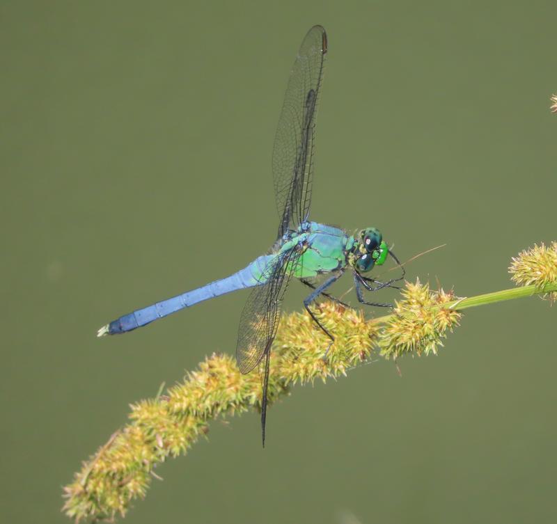 Photo of Eastern Pondhawk