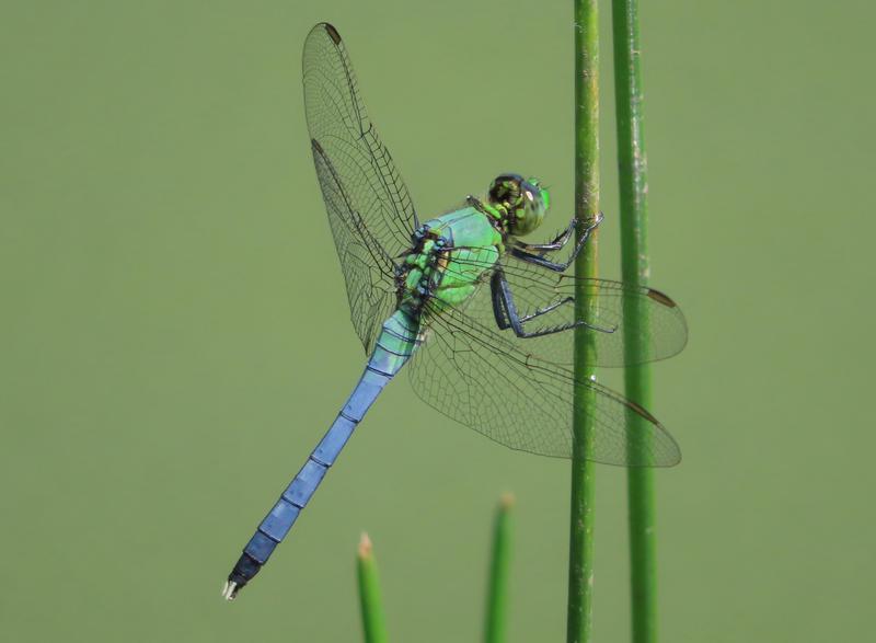 Photo of Eastern Pondhawk