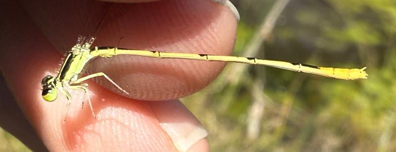 Photo of Citrine Forktail