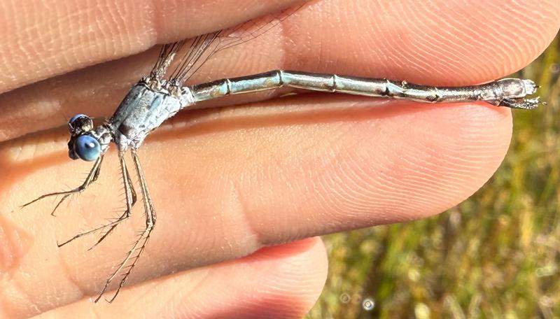 Photo of Sweetflag Spreadwing