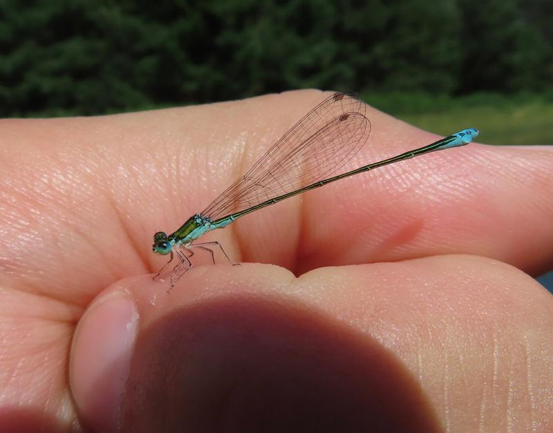 Photo of Sedge Sprite
