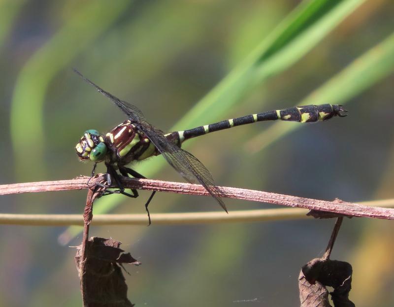 Photo of Zebra Clubtail