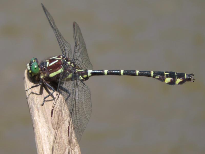 Photo of Zebra Clubtail