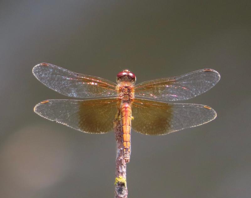Photo of Band-winged Meadowhawk