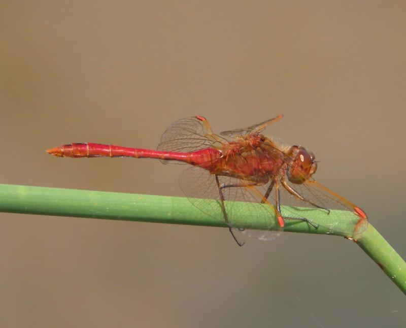 Photo of Saffron-winged Meadowhawk