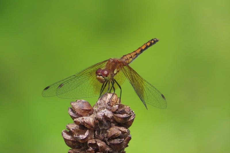 Photo of Band-winged Meadowhawk
