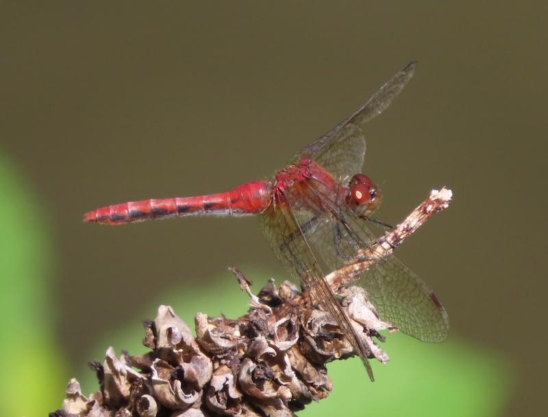 Photo of Ruby Meadowhawk