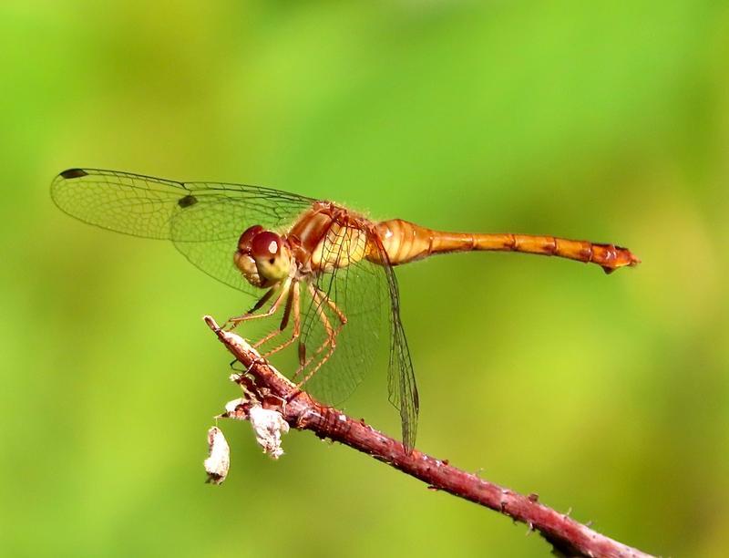 Photo of Autumn Meadowhawk