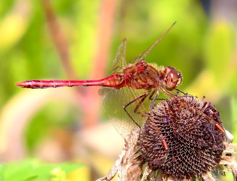 Photo of Saffron-winged Meadowhawk