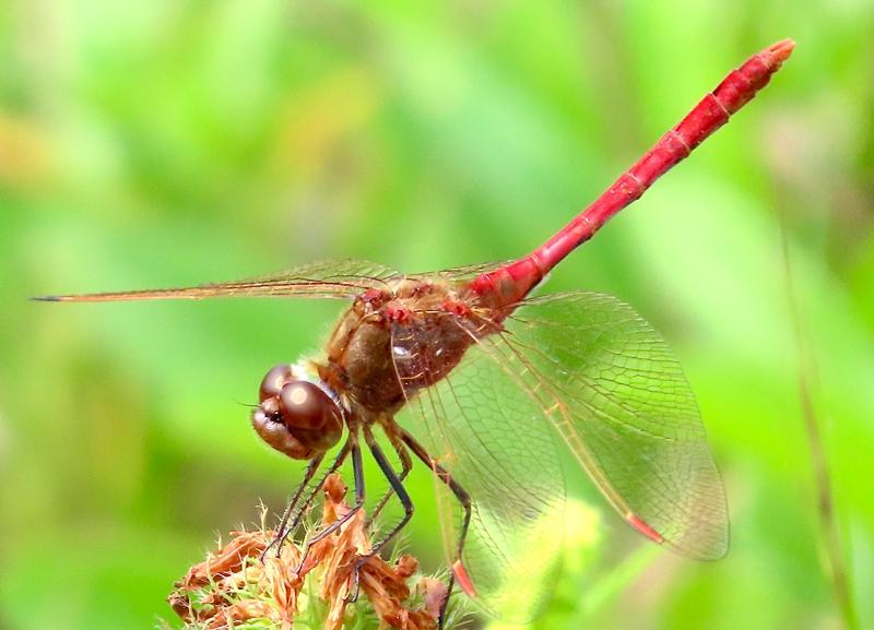 Photo of Saffron-winged Meadowhawk