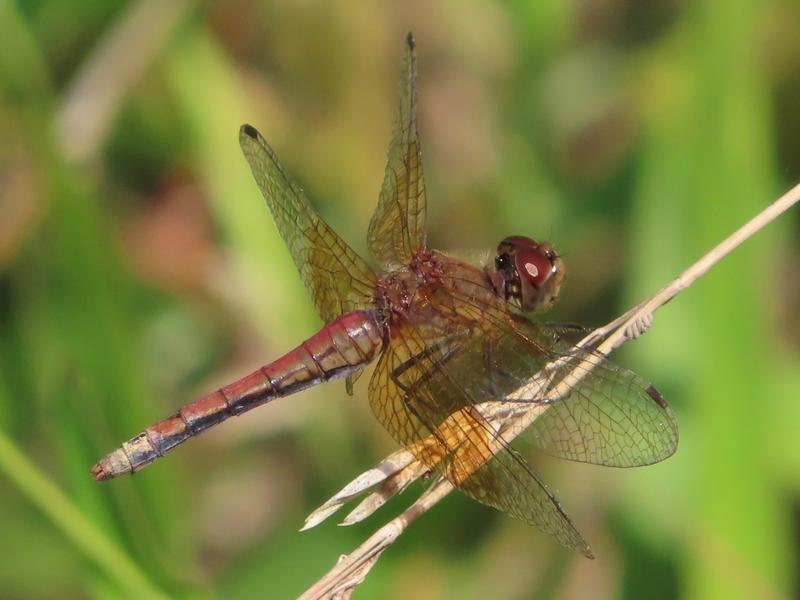 Photo of Band-winged Meadowhawk