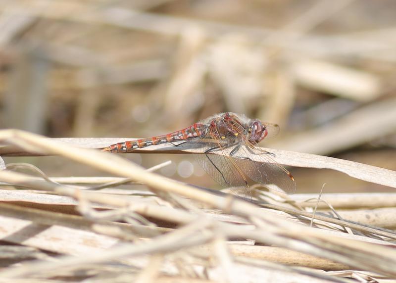 Photo of Variegated Meadowhawk